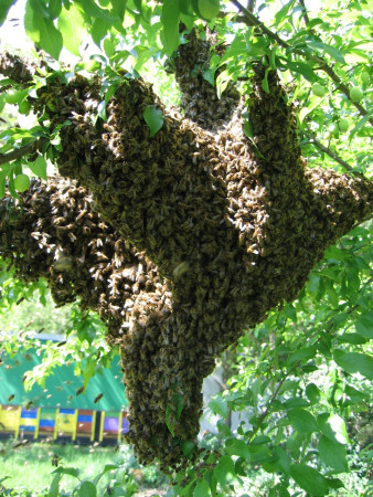 Dva roje si sadli vedľa seba